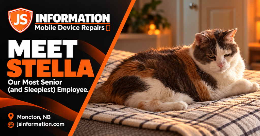 Stella, JS Information’s calico cat and sleepiest employee, resting on a checkered blanket.